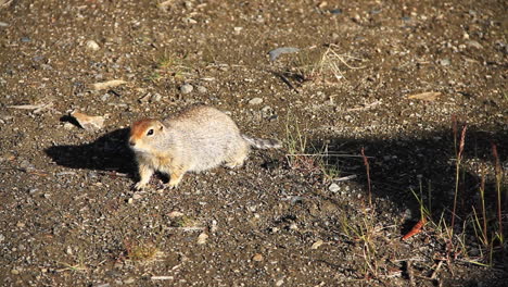 Ground-Squirrel-Runs-Around-and-Wags-Tail