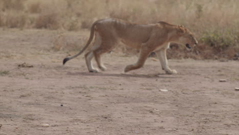 A-young-Serengeti-lion-makes-its-way-across-the-brush,-Tanzania