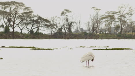 A-spoonbill-is-feeding-among-the-aquatic-vegetation-of-Lake-Naivasha,-Kenya