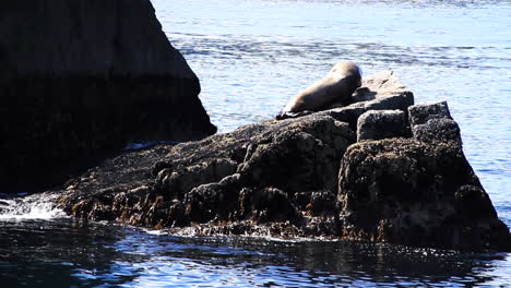 Seal-Climbs-Up-on-Large-Rock-Island-in-Alaska