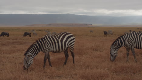 A-pair-of-zebras-have-plenty-to-graze-in-the-Ngorongoro-crater,-Tanzania