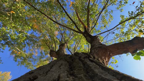 Looking-up-at-tree-crown-and-branches-seen-from-trunk
