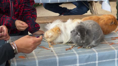 Educational-community-farm-with-children-feeding-domestic-animals-like-rabbits-chicks-and-guinea-pigs