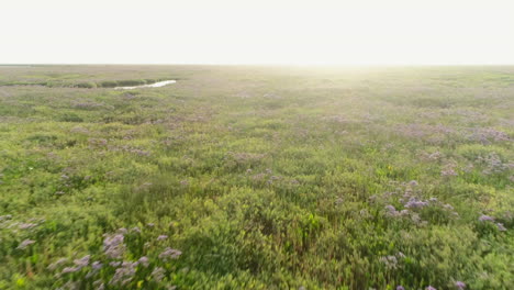 Niedrige-Drohne-Schoss-In-Die-Sonne-über-Salzwiesen-Mit-Grünem-Gras-Und-Blumen-Und-Wasserpfützen-An-Der-Ostküste-Von-North-Norfolk-Uk
