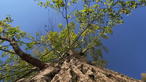 Looking-up-at-tree-crown-and-branches-seen-from-trunk