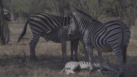 Plains-Zebra-two-females-with-calves,-one-resting-and-one-suckling