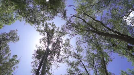 Low-angle,-circular-slow-motion-view-of-trees-in-a-forest-at-noon