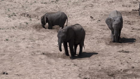 Three-African-elephant-drinking-water-from-a-dug-hole-in-a-dry-riverbed,-high-angle