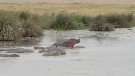 A-large-hippo-yawning-as-it-lounges-in-a-pool-within-the-Ngorongoro-Crater-in-Tanzania