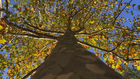 Looking-up-at-beautiful-tree-crown-and-branches-seen-from-trunk