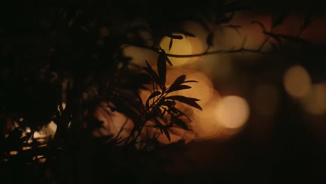 Nahaufnahme-Von-Pflanzenblättern-In-Der-Nacht-Mit-Bokeh-Kugeln-Und-Schärfentiefe