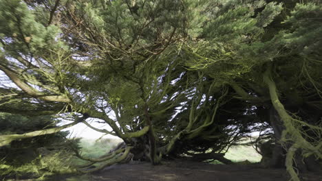 Magical-wind-shaped-Macrocarpa-trees-in-southland-New-Zealand,-forest