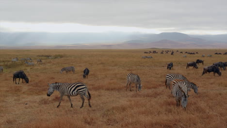 Zebras-and-wildebeests-grazing-in-the-beautiful-Ngorongoro-crater-landscape-in-Tanzania