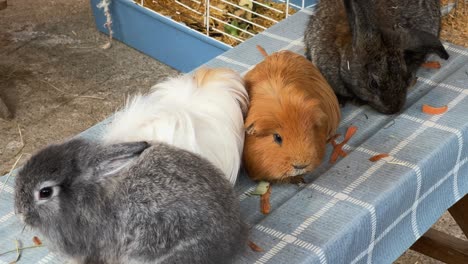Cute-domestic-animals-like-rabbits-and-guinea-pigs-at-educational-community-farm-with-cages-in-background