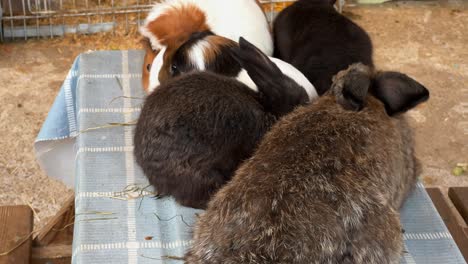 Entzückende-Haustiere-Wie-Kaninchen-Und-Meerschweinchen-Auf-Einer-Pädagogischen-Gemeinschaftsfarm-Mit-Käfigen-Im-Hintergrund