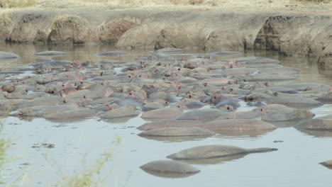Hippos-crowding-a-small-pool-in-the-Serengeti,-Tanzania
