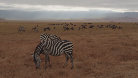 A-cool-morning-in-Ngorongoro-Crater-National-Park,-Tanzania-as-zebras-and-wildebeests-work-their-way-through-the-grassy-plains
