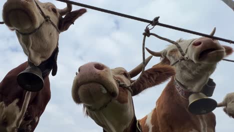 Three-tied-cows-at-livestock-agricultural-fair