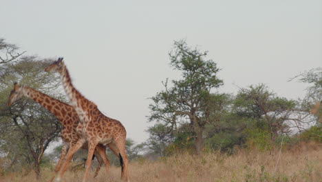 Männliche-Giraffen-Konkurrieren-In-Einem-Duell-Um-Das-Recht,-Sich-Mit-Einem-Weibchen-Zu-Paaren