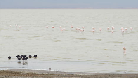 Many-birds-thrive-on-the-shores-of-the-lake-in-Ngorongoro-crater,-like-these-flamingos