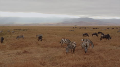 Zebras-and-wildebeests-share-grazing-land-as-the-morning-sun-filters-through-clouds-at-the-Ngorongoro-crater,-Tanzania