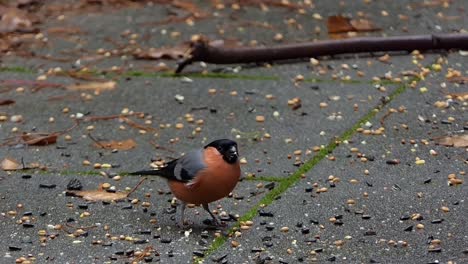 Bullfinch-male-eats-the-seeds-lying-on-the-ground