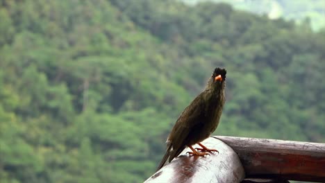 The-Seychelles-bulbul,-it-is-a-common-endemic-species-of-the-Seychelles,-breeding-on-Mahé,-Praslin,-La-Digue-and-Silhouette-as-well-as-some-smaller-islands