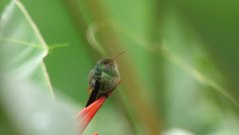 Rufous-Tailed-Hummingbird--in-Costa-Rica