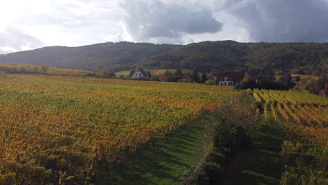 Ascending-shot-of-the-vineyard-in-Riquewihr,-Alsace,-France