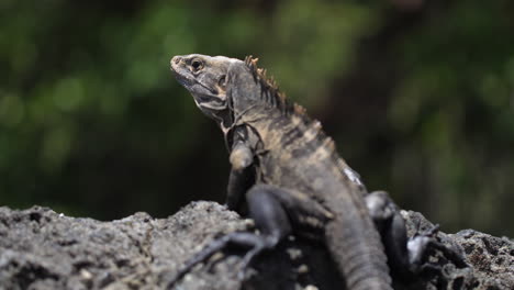 Black-Spiny-Tailed-Iguana-on-a-beach-in-Costa-Rica