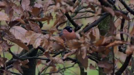 Bullfinch-male-hidden-in-a-hedge-with-autumn-colors