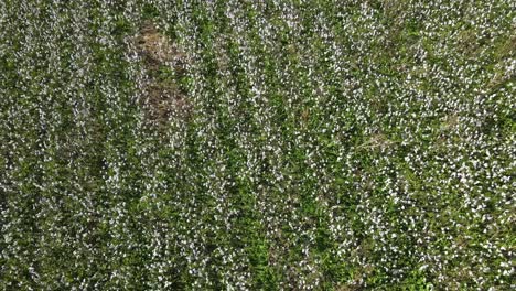 Baumwollfarm-In-Südgeorgien---Drohnenansicht