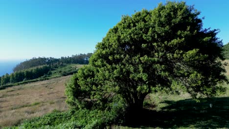 Acercándose-A-Un-Frondoso-árbol-Solitario-En-Las-Colinas-Durante-La-Mañana-Soleada
