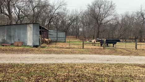 Cows-grazing-in-their-pin-on-a-pecan-farm