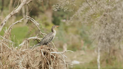 Der-Naivashasee-In-Kenia-Ist-Die-Heimat-Einer-Artenvielfalt-Von-Vögeln-Wie-Diesem-Kormoran