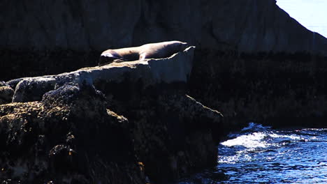 Seal-Pone-La-Cabeza-Hacia-Abajo-En-Una-Gran-Isla-Rocosa-En-Alaska