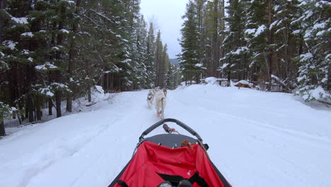 Dog-sledding-traveling-through-snowy-winter-trees