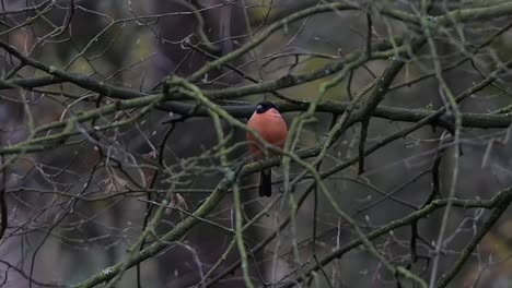 Bullfinch-male-with-brightly-colored-pink-red-underparts-sitting-on-a-branch