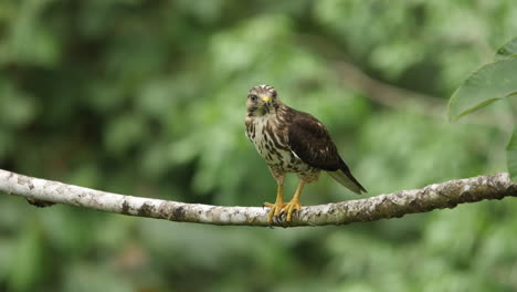 A-Roadside-Hawk-perched-on-a-branch-in-Costa-Rica