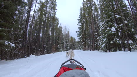 Dog-sled-traveling-through-snowy-winter-trees-in-Canada