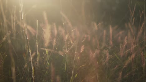 Field-with-brown-and-green-coloured-tall-grass-with-the-sun-shining-on-them-causing-a-glow