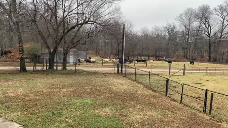 Kühe,-Die-Auf-Der-Pekannussfarm-In-Oklahoma-In-Den-Stall-Gehen