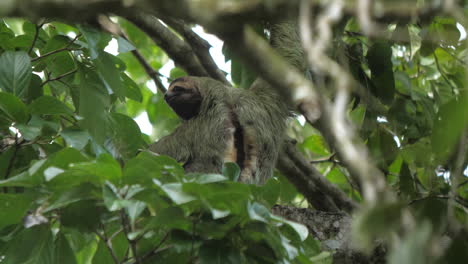 A-Sloth-slowly-moves-through-the-Costa-Rican-rainforest