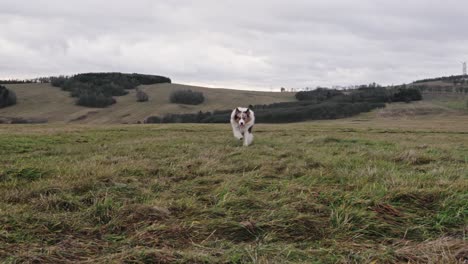 Australischer-Schäferhund,-Der-über-Die-Weide-In-Richtung-Der-Kamera-Läuft