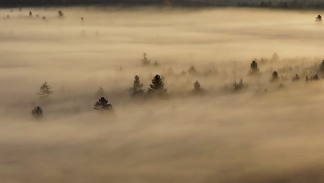 Kiefern-Ragen-Durch-Dichten-Nebel-Hervor,-Sobald-Sie-Vom-Sonnenaufgang-Am-Morgen-Beleuchtet-Werden