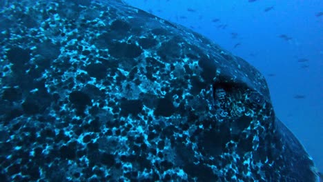 Ein-Riesiger-Marmorrochen-Schwimmt-Nah-An-Der-Kamera-Vorbei,-Im-Hintergrund-Wilde-Hammerhaie