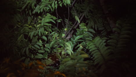 Kinkajou-exploring-the-Costa-Rican-canopy-at-night