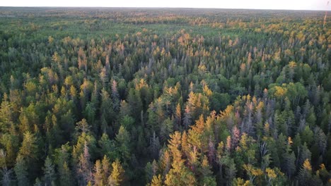 Aerial-Golden-Hour-Forest-in-Michigan
