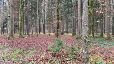 Un-Otoño---Bosque-Invernal-Cubierto-De-Hojas-En-La-Zona-Rural-De-Graz,-Austria