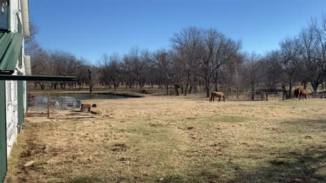Pecan-farm-with-horses-in-rural-Oklahoma